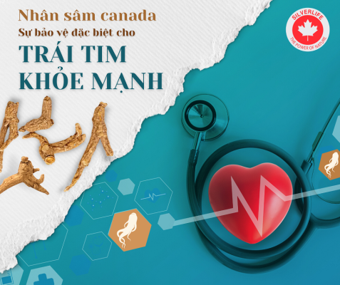 nhan sam Canada bao ve suc khoe tim mach
