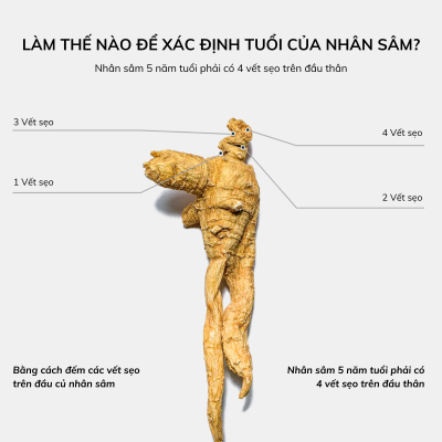 Cách xác định tuổi nhân sâm