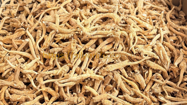 Nhân sâm Canada SilverLife